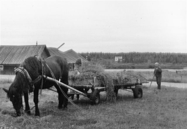 11.jpg - Höbärgning Oskar Lantto (Göta Lantto)