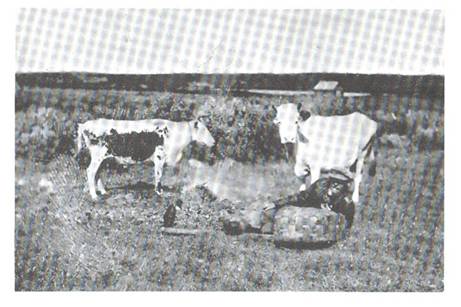 image096.jpg -  Bild 1920-1930-talet. Isak Johansson Viikusjärvi (Iiskonen) 1847-1935 sitter här med sina kor. Iiskonen blev en förmögen man så småningom först som rendräng i Kärendöjärvi och sedan en stor renhjord i Lainiotrakten. Han var född i Viikusjärvi. Han köpte Erkkofastigheten under 1880-talet och byggde eget hus 1899. Det var detta hus som Samuel Eriksson ropade in på en auktion början 1960-talet och flyttade den till Vaikkojärvi. Älven skymtar längre bak. Nästan inga träd i byn. Bild från Lainioboken.