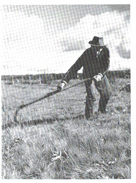 image112.jpg -  Fotograf Sigurd Elenius, bild från Lainioboken. Slåtterarbete för Helmer Olla, senare Granstål f. 1929. Lien som Helmer håller i består av själva lien, viikade, vinge siipi för att få höet i strängar, fastsatt med vidjor i skaftet, skaftet. varsi bestående av handtag keskikapula och  pääkapula. Helmer håller högerhanden i keskikapula och vänsterhanden i pääkapula. En viktig sak, som inte framgår på bilden, är bryne för att få lien vass. Speciellt på naturhårdvallsängar efter älven blev lien slö ganska fort på grund sand efter översvämningarna på våren (det var då ängen fick sin naturliga gödsling) I Vittangiboken har Annika Berggren Österman en bra redogörelse speciellt om myrslåtter.