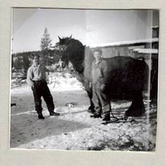 image143.jpg -  Sune Junkka f. 1936, Rune Eriksson f. 1935 och häst vid timmerkojan. 1950-talet.