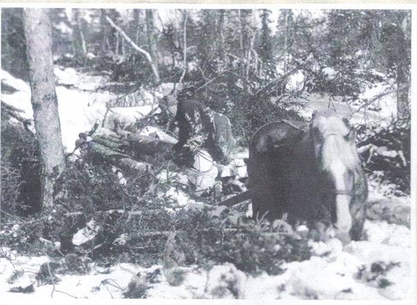 image194.jpg -  Foto Sigurd Elenius 1953, bildlån Kjell och Bertil Elenius Här Fabian Elenius 1905-1979 i timmerskogen. Sigurd har ej namngivit platsen.